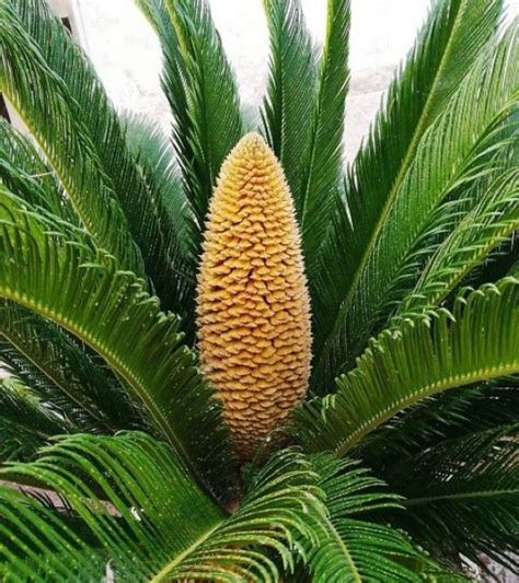 鐵樹種植|養植鐵樹要注意的幾個原則 